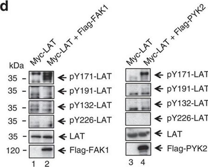 Fig.4.D showing Western Blotting in a Homo sapiens (Human) sample from the publication: LFA-1 activates focal adhesion kinases FAK1/PYK2 to generate LAT-GRB2-SKAP1 complexes that terminate T-cell conjugate formation.