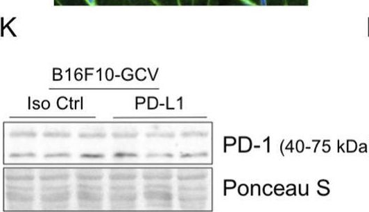 Fig.2.K showing Western Blotting in a Mus musculus (House mouse) sample from the publication: Immune-checkpoint-inhibitor therapy directed against PD-L1 is tolerated in the heart without manifestation of cardiac inflammation in a preclinical reversible melanoma mouse model.