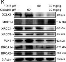 Fig.6.K showing Western Blotting from the publication: FDI-6 inhibits the expression and function of FOXM1 to sensitize BRCA-proficient triple-negative breast cancer cells to Olaparib by regulating cell cycle progression and DNA damage repair.