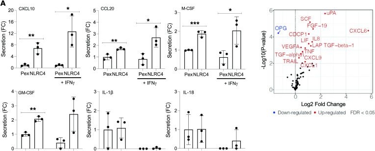 Fig.6.A showing Flow cytometry/Cell sorting from the publication: Human NLRC4 expression promotes cancer survival and associates with type I interferon signaling and immune infiltration.