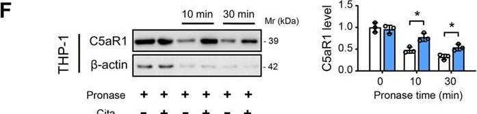 Fig.2.F showing Western Blotting from the publication: Citalopram exhibits immune-dependent anti-tumor effects by modulating C5aR1+ TAMs.