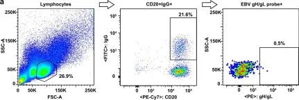 Fig.1.A showing Flow cytometry/Cell sorting in a Homo sapiens (Human) sample from the publication: A potent and protective human neutralizing antibody targeting a novel vulnerable site of Epstein-Barr virus.