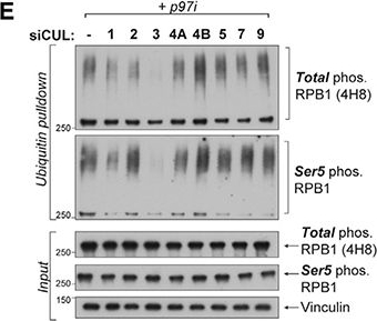 Fig.1.E showing Western Blotting from the publication: CRL3ARMC5 ubiquitin ligase and Integrator phosphatase form parallel mechanisms to control early stages of RNA Pol II transcription.