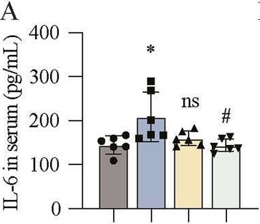 Fig.3.A showing Enzyme-linked immunosorbent assay from the publication: Dl-3-n-butylphthalide attenuates DOX-induced cardiotoxicity in mice by inhibiting Nrf2/Keap1 complex formation.