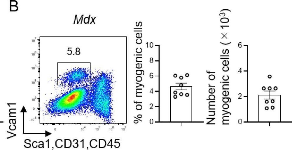 Fig.4.B showing Flow cytometry/Cell sorting in a Mus musculus (House mouse) sample from the publication: Efficient Isolation of Lymphocytes and Myogenic Cells from the Tissue of Muscle Regeneration.