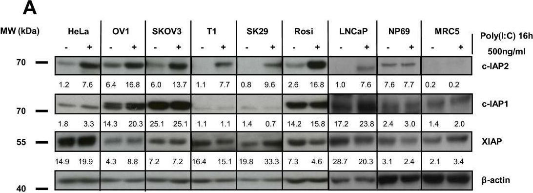 Fig.2.A showing Western Blotting in a Homo sapiens (Human) sample from the publication: Poly(I:C) induces intense expression of c-IAP2 and cooperates with an IAP inhibitor in induction of apoptosis in cancer cells.