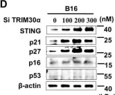 Fig.3.D showing Western Blotting from the publication: HMGB1 orchestrates STING-mediated senescence via TRIM30α modulation in cancer cells.