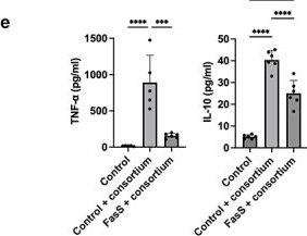Fig.3.E showing Enzyme-linked immunosorbent assay from the publication: Bacteria enable tolerance to bile salt exposure in an immune-competent human intestinal model.