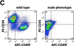 Fig.6.C showing Flow cytometry/Cell sorting in a Mus musculus (House mouse) sample from the publication: Highly upregulated Lhx2 in the Foxn1-/- nude mouse phenotype reflects a dysregulated and expanded epidermal stem cell niche.