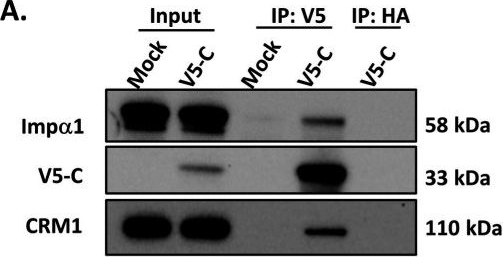 Fig.2.A showing Western Blotting from the publication: Importin α1 contributes to Venezuelan equine encephalitis virus-induced cell death, but is not required for the capsid-mediated blockage of nucleocytoplasmic trafficking.