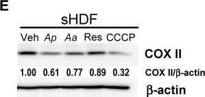 Fig.3.E showing Western Blotting from the publication: Starfish-Derived Extracts Enhance Mitophagy and Suppress Senescence-Associated Markers in Human Dermal Fibroblasts.