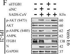 Fig.6.F showing Western Blotting from the publication: The swine acute diarrhea syndrome coronavirus spike protein promotes syncytial formation via upregulation of cellular cholesterol synthesis.
