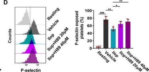 Fig.5.D showing Flow cytometry/Cell sorting in a Homo sapiens (Human) sample from the publication: Iloprost Concentration-Dependently Attenuates Platelet Function and Apoptosis by Elevating PKA Activity.
