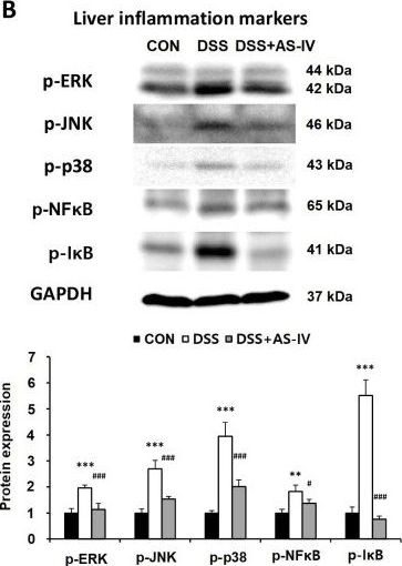Fig.7.B showing Western Blotting from the publication: Astragaloside IV from Astragalus membranaceus Fisch. ex Bunge Mitigates DSS-Induced Colitis via Anti-Inflammatory and Antioxidant Modulation of the Gut-Liver-Brain Axis.