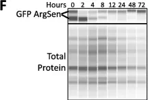 sc 9996 GFP Antibody B 2 Santa Cruz Biotechnology CiteAb