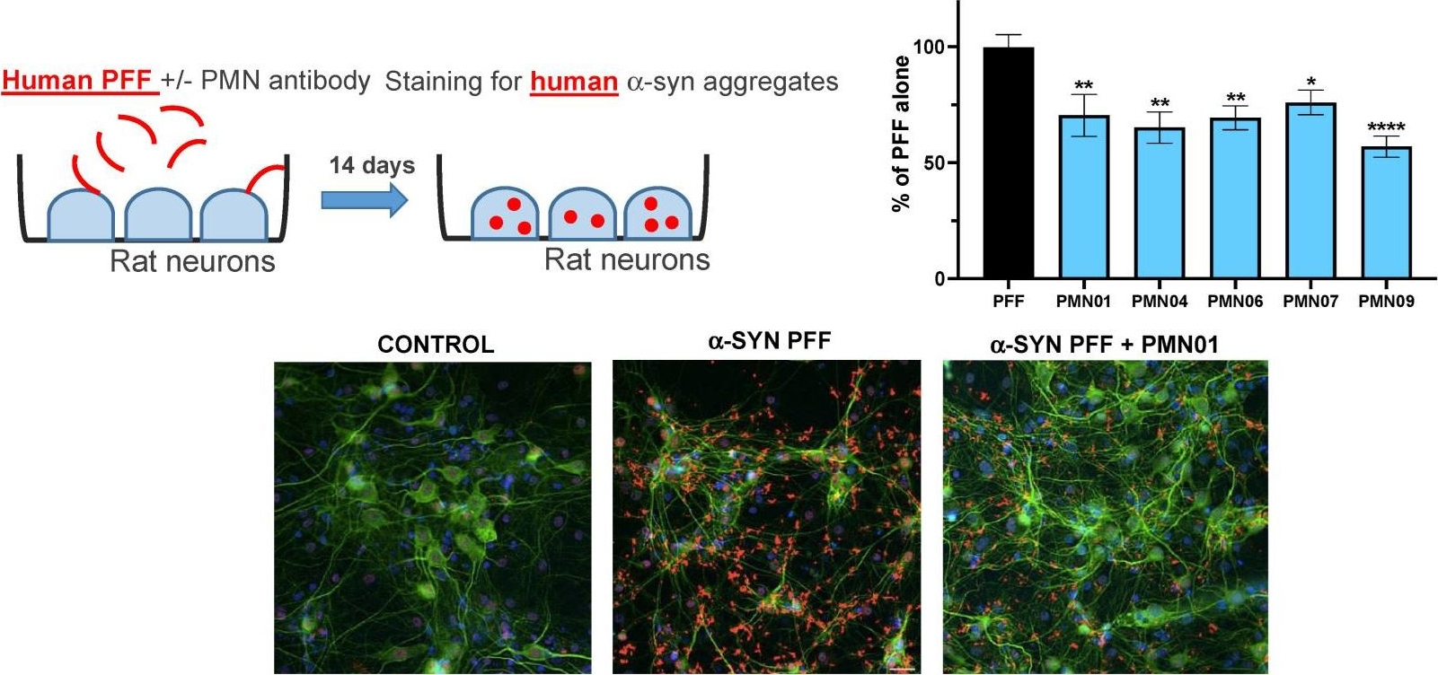 Fig.10.A showing Immunocytochemistry-immunofluorescence in a Rattus norvegicus (Rat) sample from the publication: Rational Generation of Monoclonal Antibodies Selective for Pathogenic Forms of Alpha-Synuclein.