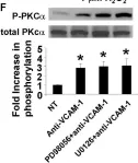 Fig.4.F showing Western Blotting from the publication: Mechanisms for vascular cell adhesion molecule-1 activation of ERK1/2 during leukocyte transendothelial migration.