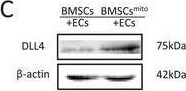 Fig.5.C showing Western Blotting in a Homo sapiens (Human) sample from the publication: Mitochondria Transplantation to Bone Marrow Stromal Cells Promotes Angiogenesis During Bone Repair.