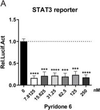 Fig.5.A from the publication: Activation of the STAT3 Signaling Pathway by the RNA-Dependent RNA Polymerase Protein of Arenavirus.