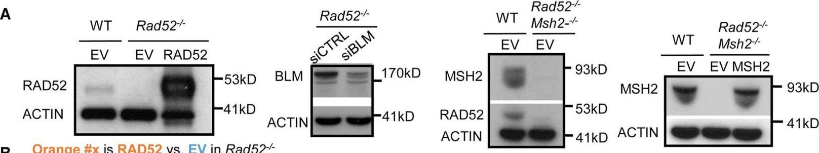 Fig.5.A showing Western Blotting in a Mus musculus (House mouse) sample from the publication: BLM has Contrary Effects on Repeat-Mediated Deletions, based on the Distance of DNA DSBs to a Repeat and Repeat Divergence.