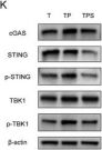 Phospho-STING (Ser365) (D8F4W) Rabbit Monoclonal Antibody | Cell