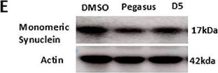 Fig.5.E showing Western Blotting from the publication: A Novel Small Molecule Enhances Stable Dopamine Delivery to the Brain in Models of Parkinson's Disease.