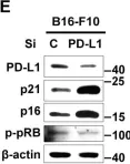 Fig.1.E showing Western Blotting from the publication: STING mediates nuclear PD-L1 targeting-induced senescence in cancer cells.