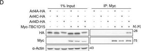 Fig.2.D showing Western Blotting in a Homo sapiens (Human) sample from the publication: TBC1D15 functions as an Arl4D GAP and promotes the mitochondrial translocation of Arl4D for organelle homeostasis.
