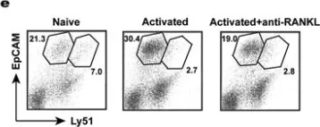 Fig.5.E showing Flow cytometry/Cell sorting from the publication: Thymic homing of activated CD4+ T cells induces degeneration of the thymic epithelium through excessive RANK signaling.