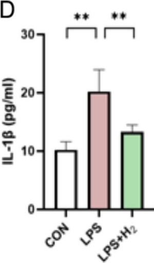 Fig.9.D showing Enzyme-linked immunosorbent assay from the publication: Hydrogen gas inhalation ameliorates LPS-induced BPD by inhibiting inflammation via regulating the TLR4-NFκB-IL6/NLRP3 signaling pathway in the placenta.
