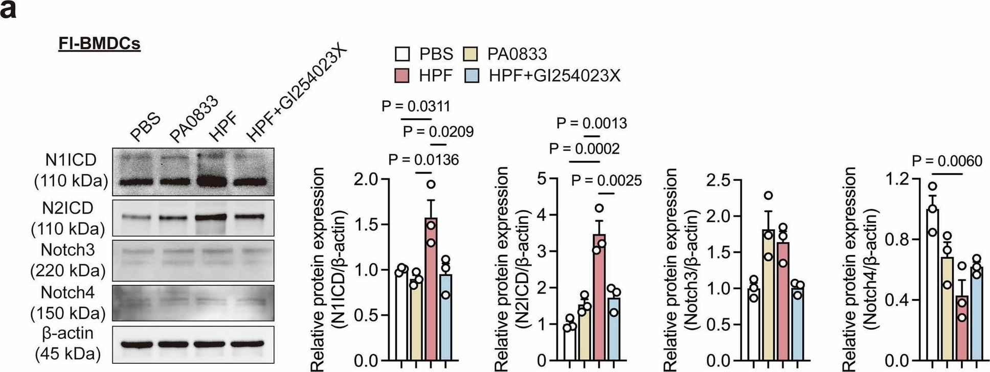 Fig.4.A showing Western Blotting from the publication: Alpha hemolysin enhances the immune response by modulating dendritic cell differentiation via ADAM10-Notch signaling.