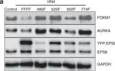 Fig.2.A showing Western Blotting from the publication: EPS8 phosphorylation by Src modulates its oncogenic functions.