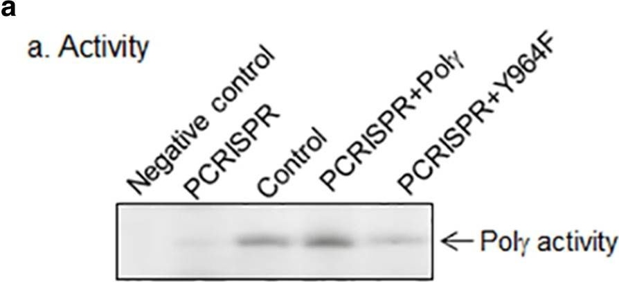 Fig.4.A showing Western Blotting in a Mus musculus (House mouse) sample from the publication: DNA polymerase gamma (Polγ) deficiency triggers a selective mTORC2 prosurvival autophagy response via mitochondria-mediated ROS signaling.