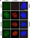 Fig.2.A showing Immunocytochemistry-immunofluorescence in a Mus musculus (House mouse) sample from the publication: MCM8-9 complex promotes resection of double-strand break ends by MRE11-RAD50-NBS1 complex.