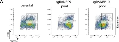 Fig.5.A showing Flow cytometry/Cell sorting in a Homo sapiens (Human) sample from the publication: Modular UBE2H-CTLH E2-E3 complexes regulate erythroid maturation.