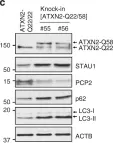 Fig.3.C showing Western Blotting in a Mus musculus (House mouse) sample from the publication: Staufen1 links RNA stress granules and autophagy in a model of neurodegeneration.