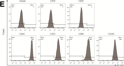 Fig.1.E showing Flow cytometry/Cell sorting in a Homo sapiens (Human) sample from the publication: Integrated metabolomic and transcriptomic analysis identifies adipogenic differentiation of mesenchymal stem cells as a driver of chemoresistance in acute myeloid leukemia.