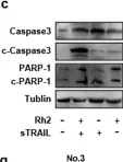 Fig.7.C showing Western Blotting from the publication: Enhancing the antitumor activity of an engineered TRAIL-coated oncolytic adenovirus for treating acute myeloid leukemia.