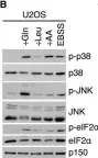 Fig.1.B showing Western Blotting from the publication: Ribosome stalling is a signal for metabolic regulation by the ribotoxic stress response.