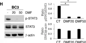 Fig.1.H showing Western Blotting from the publication: Mechanisms of Sensitivity and Resistance of Primary Effusion Lymphoma to Dimethyl Fumarate (DMF).
