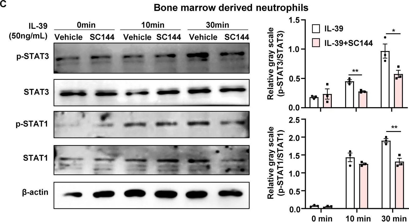 Fig.7.C showing Western Blotting in a Mus musculus (House mouse) sample from the publication: Interleukin-39 aggravates sepsis by inducing self-sustaining neutrophil activation in the lungs via the CXCL1-CXCR2 pathway.