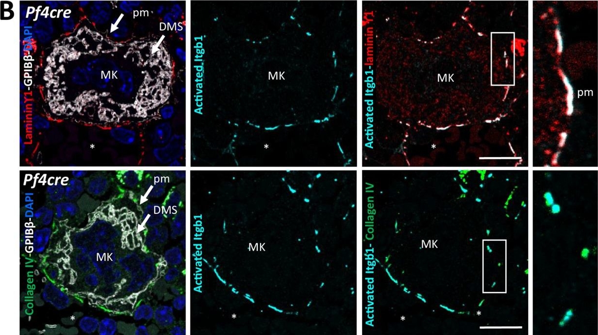 Fig.3.B showing Immunohistochemistry-immunofluorescence from the publication: Megakaryocytes assemble a three-dimensional cage of extracellular matrix that controls their maturation and anchoring to the vascular niche.