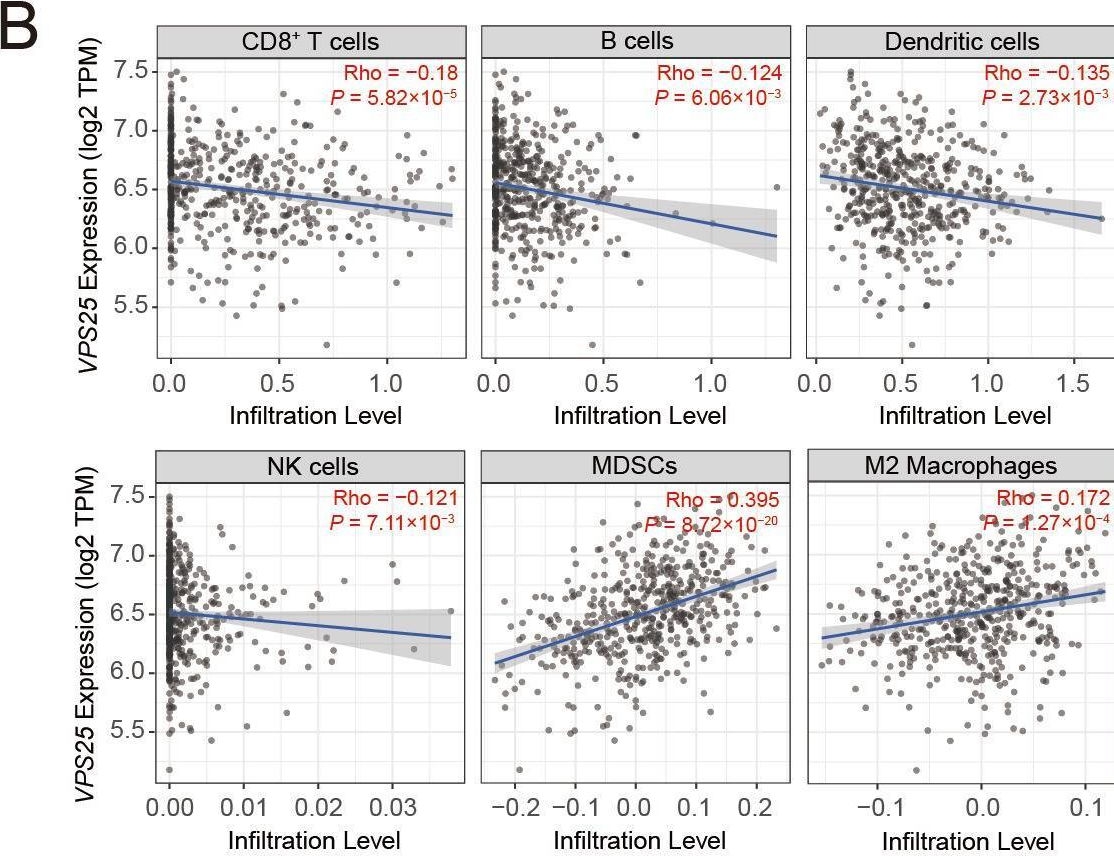 Fig.4.B showing Flow cytometry/Cell sorting from the publication: VPS25 Promotes an Immunosuppressive Microenvironment in Head and Neck Squamous Cell Carcinoma.