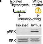 Fig.3.H showing Western Blotting from the publication: Live-Cell FRET Imaging Reveals a Role of Extracellular Signal-Regulated Kinase Activity Dynamics in Thymocyte Motility.