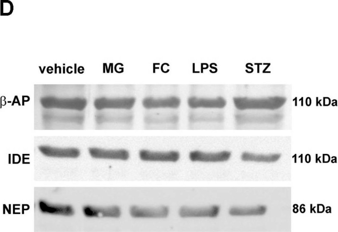 Fig.5.D showing Western Blotting from the publication: In Vitro Astroglial Dysfunction Induced by Neurotoxins: Mimicking Astrocytic Metabolic Alterations of Alzheimer's Disease.