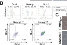 Nanog (D73G4) XP® Rabbit mAb (Alexa Fluor® 647 Conjugate