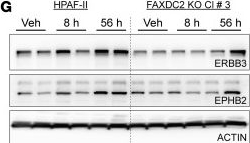 Fig.6.G showing Western Blotting in a Homo sapiens (Human) sample from the publication: The cholesterol biosynthesis enzyme FAXDC2 couples Wnt/β-catenin to RTK/MAPK signaling.