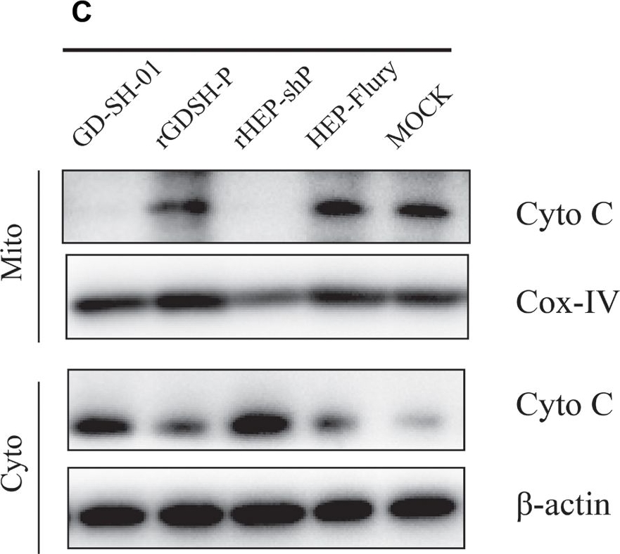Fig.4.C showing Western Blotting in a Mus musculus (House mouse) sample from the publication: Phosphoprotein Gene Contributes to the Enhanced Apoptosis Induced by Wild-Type Rabies Virus GD-SH-01 In Vitro.