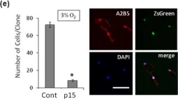 Fig.4.E showing Immunocytochemistry-immunofluorescence in a Rattus norvegicus (Rat) sample from the publication: Quiescence of adult oligodendrocyte precursor cells requires thyroid hormone and hypoxia to activate Runx1.