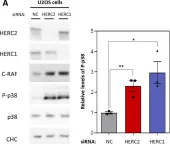 Fig.3.A showing Western Blotting from the publication: HERC2 deficiency activates C-RAF/MKK3/p38 signalling pathway altering the cellular response to oxidative stress.